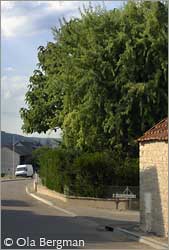 Rue d'Aloxe-Corton, Chorey-lès-Beaune, Burgundy.