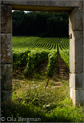 Volnay, Burgundy.