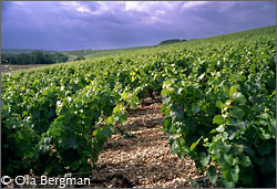 Chablis, Les Clos vineyard.