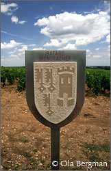 Batard-Montrachet in Chassagne-Montrachet, Burgundy, owned by Hospices de Beaune.