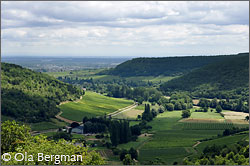 View over Auxey-Duresses, Burgundy.