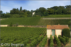 Beaune vineyards: Aux Cras, Clos de la Féguine and Au Coucherias.