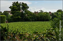 Meursault, Burgundy.