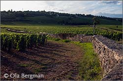 Beaune vineyards, Burgundy.