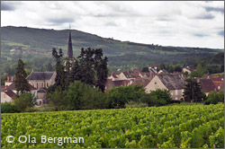Santenay, Burgundy.