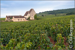 Chassagne-Montrachet, Burgundy.