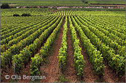 Corton Renardes, Aloxe-Corton.
