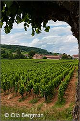 Chambolle-Musigny in Burgundy.