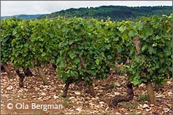 Monthelie vines, Burgundy.
