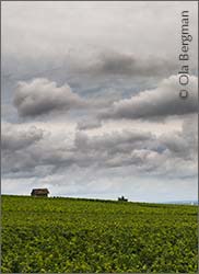Monthelie vineyards, Burgundy.