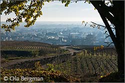 Ladoix-Serrigny in Burgundy.