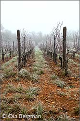 Clos des Rocs, Pouilly-Loché – Domaine du Clos des Rocs.