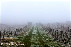 Clos des Rocs, Pouilly-Loché – Domaine du Clos des Rocs.