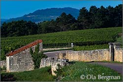 Meursault, Burgundy.