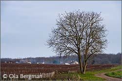Rully, Burgundy.