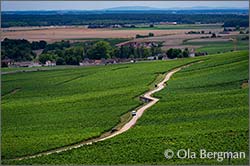 Les Saint-Georges and Vaucrains in Nuits-Saint-Georges.