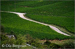 Les Roncières, Clos des Porrets-Saint-Georges, Les Maladières and Les Brûlées in Nuits-Saint-Georges.