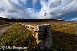 Chambertin in Gevrey-Chambertin, Burgundy.