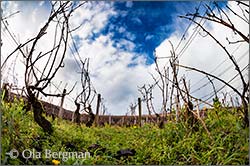 Chambertin in Gevrey-Chambertin, Burgundy.