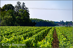 Aloxe-Corton premier cru Les Vercots, Burgundy.