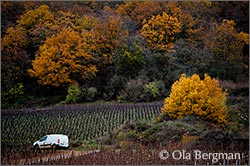 Savigny-lès-Beaune, Burgundy.