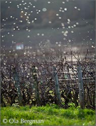 Mazis-Chambertin.