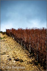 Chablis vinyards in Lignorelles, Burgundy.