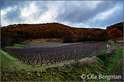Gevrey-Chambertin premier cru, La Bossière.