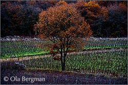 Gevrey-Chambertin premier cru, La Bossière.
