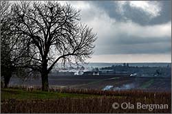 Savigny-lès-Beaune, Burgundy.