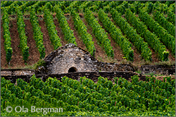 Corton-Languetts, Aloxe-Corton, Burgundy.