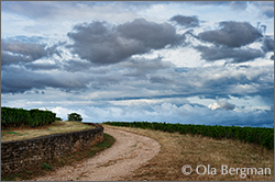 Corton-Languettes and Corton-Perrières in Aloxe-Corton, Burgundy.