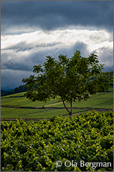 Corton-Pougets, Aloxe-Corton, Burgundy.