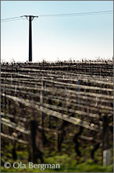Les Chaumes, Vosne-Romanée, Burgundy.