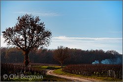 Chablis, Montmains, Burgundy.