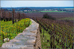 Les Brûlées, Vosne-Romanée, Burgundy.