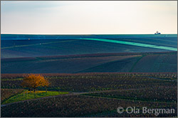 Chablis vineyards, Burgundy.