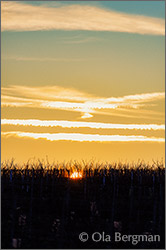 Chablis vineyards, Burgundy.