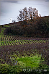 Les Brûlées, Vosne-Romanée, Burgundy.