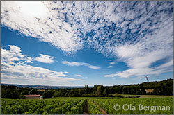 Bourgogne Côtes du Couchois vines at Domaine Royet in Combereau, Burgundy.