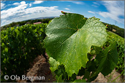 Bourgogne Côtes du Couchois vines at Domaine Royet in Combereau, Burgundy.