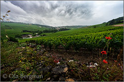 Montagny premier cru Les Burnins.