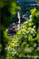 Ladoix-Serrigny, view from Corton Les Renardes.