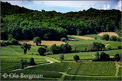Solutré-Pouilly in the Mâconnais, Burgundy.