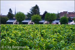 Beaune premier cru, Les Reversés.