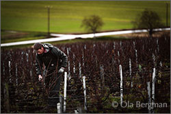 Chablis premier cru Fourchaume.