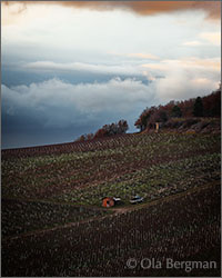 Chablis.