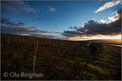 Chablis premier cru Vaulorent.