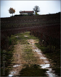 Meursault, Burgundy.