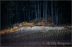 Meursault, Les Tillets.
